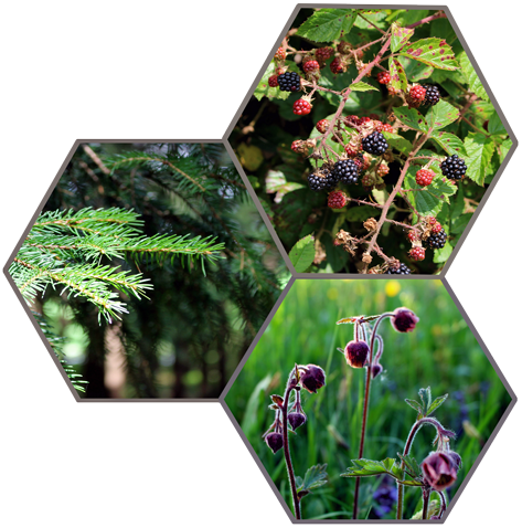 Produkte_Imkerei_Marxreiter